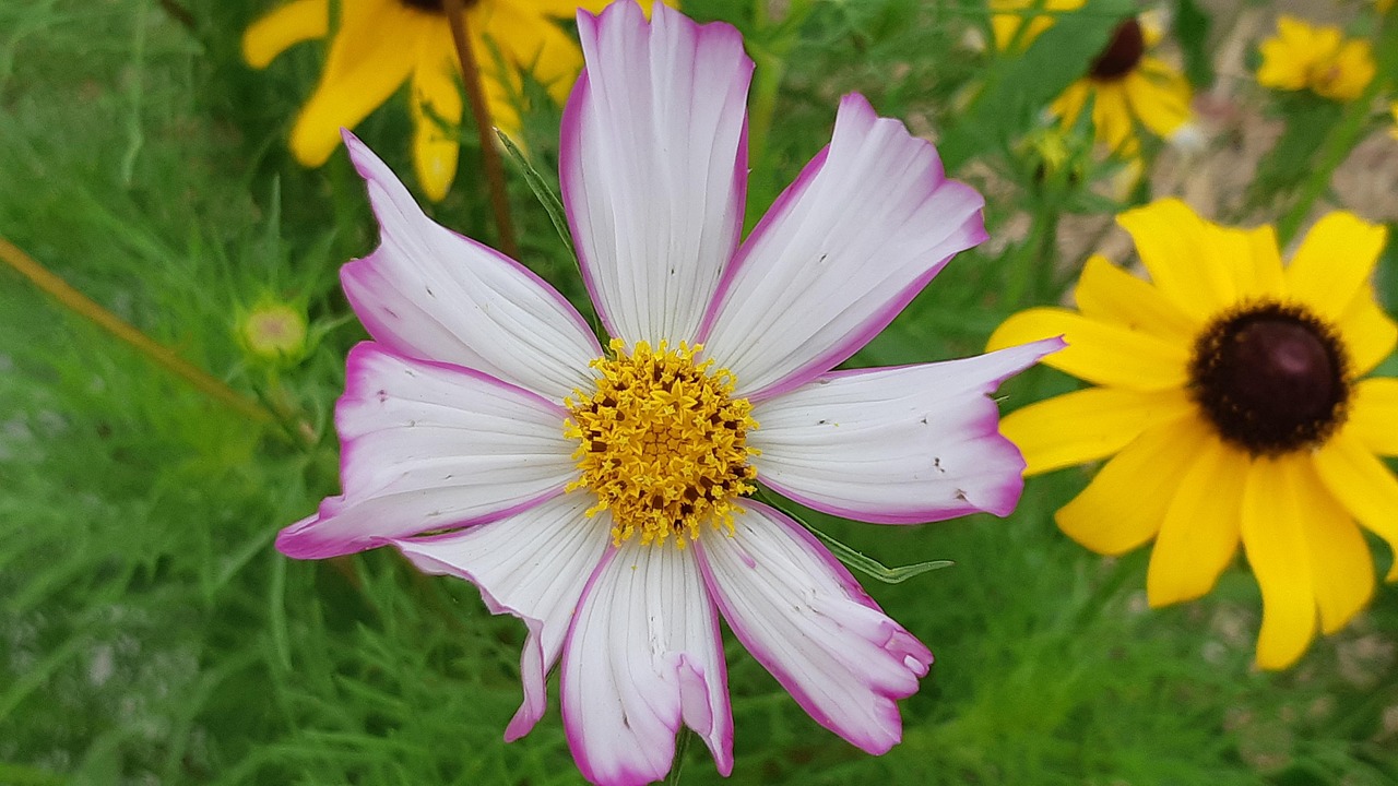 Cosmos, beautiful flowers, autumn in Rancho Cucamonga, CA